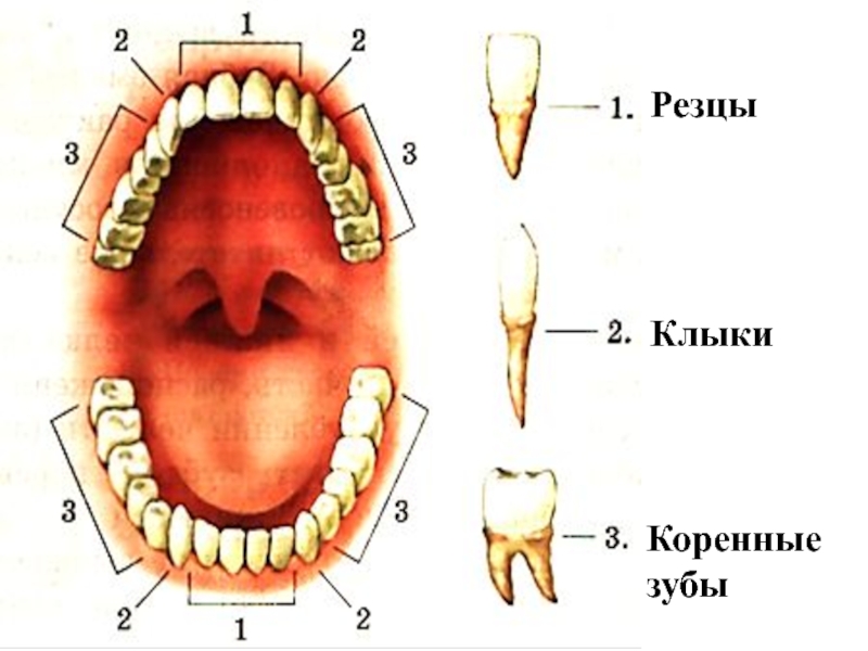 Большие резцы зубы. Зубы человека резцы клыки коренные. Зубы анатомия резцы клыки. Строение зубов резцы моляры. Резцы клыки малые и большие коренные зубы.