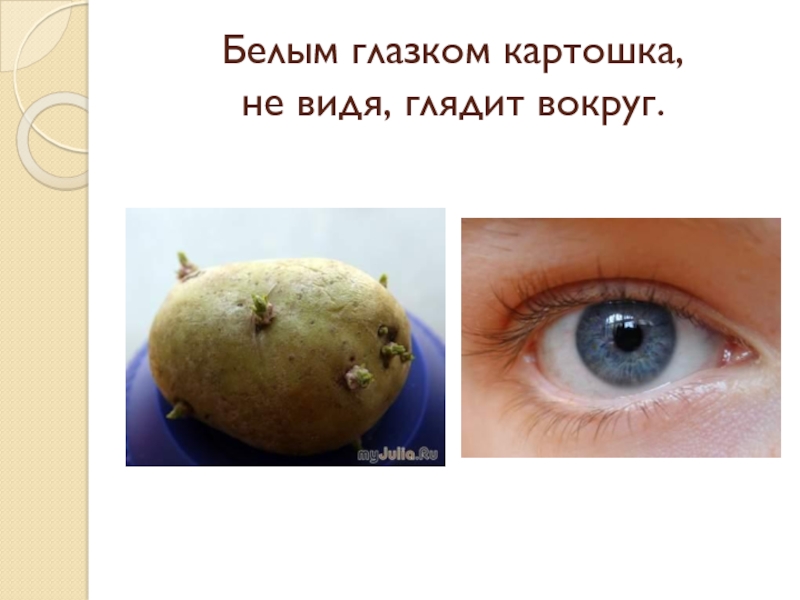 Глазки картошки. Картошка с глазами. Картошка с глазками. Глазки картофеля под лупой. Картофелина с глазками.