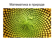 Математика в природе 1 класс