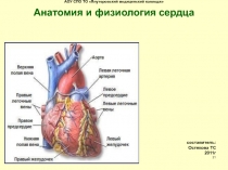 Анатомия и физиология сердца