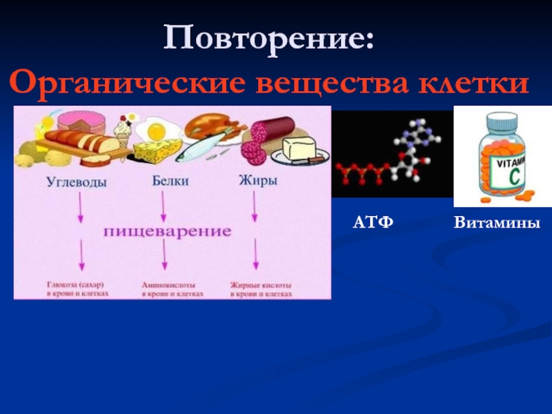 Углевод входящий в атф. АТФ витамины. Органические вещества АТФ. Органические соединения клетки. АТФ это биополимер.