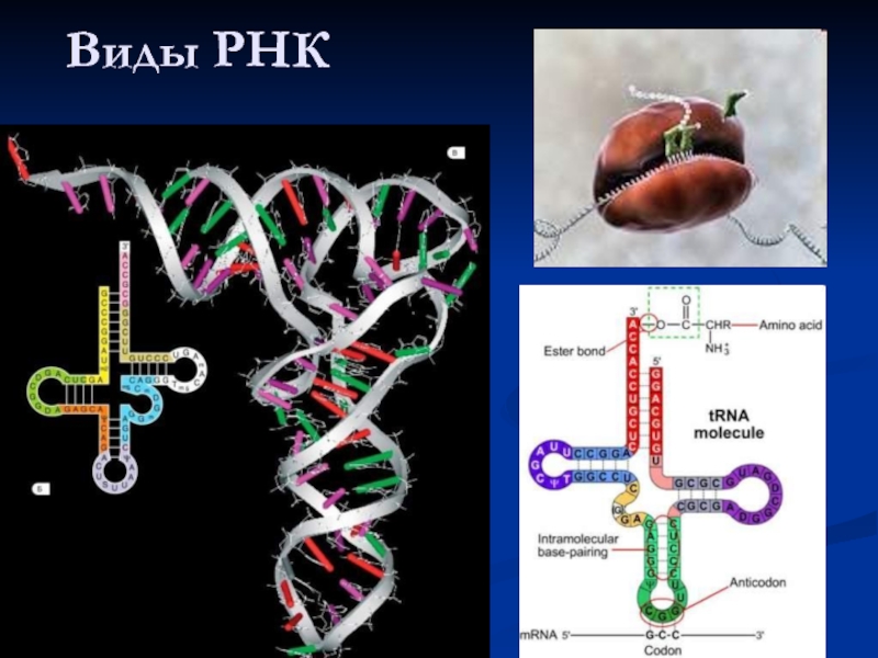 Аппарат рнк. РНК рибонуклеиновая кислота. ДНК И РНК это в биологии. Молекула РНК. Кислота ДНК И РНК.