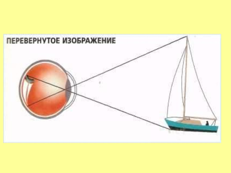 Ребенок при рождении видит перевернутое изображение