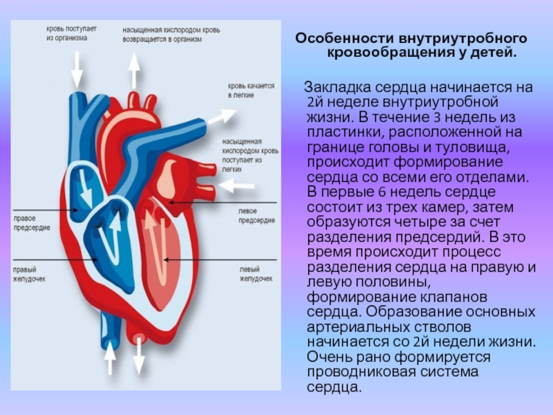 Развитие сердечно сосудистой системы. Афо сердечно сосудистой системы у детей. Особенности внутриутробного кровообращения у детей. Афо строения сердца. Строение сердца для детей.