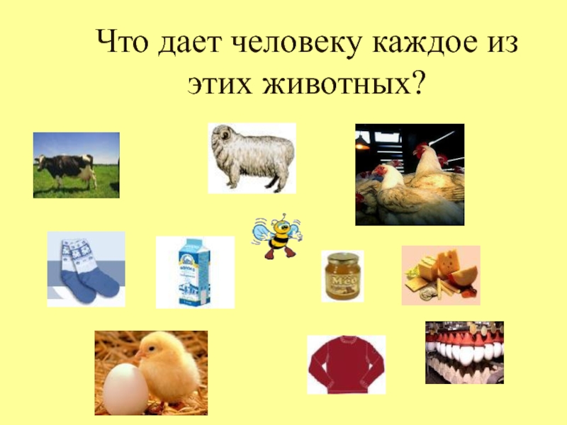 Что дают животные человеку. Польза домашних животных. Польза домашних животных для человека. Полезные животные для человека.