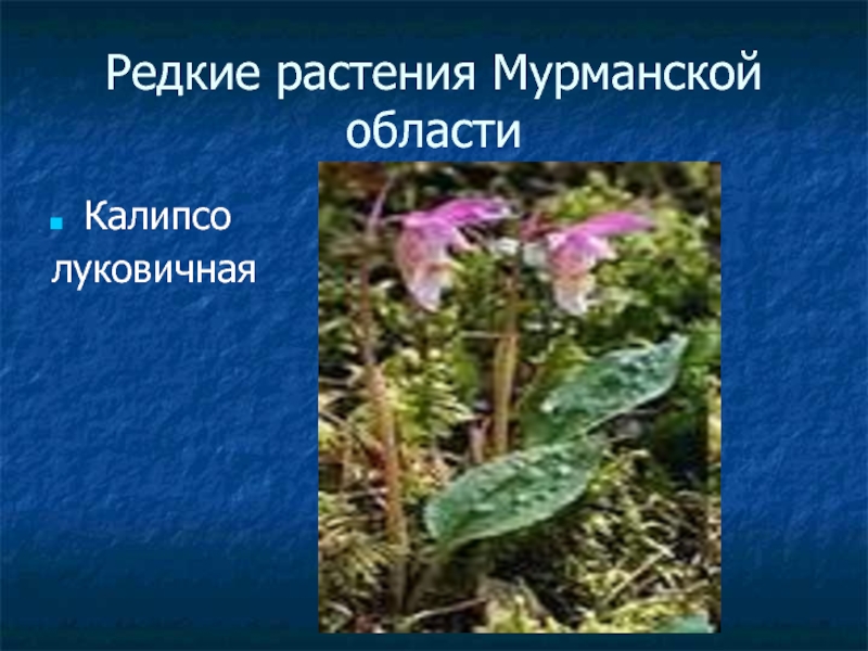 Редкие растения Мурманской областиКалипсо луковичная