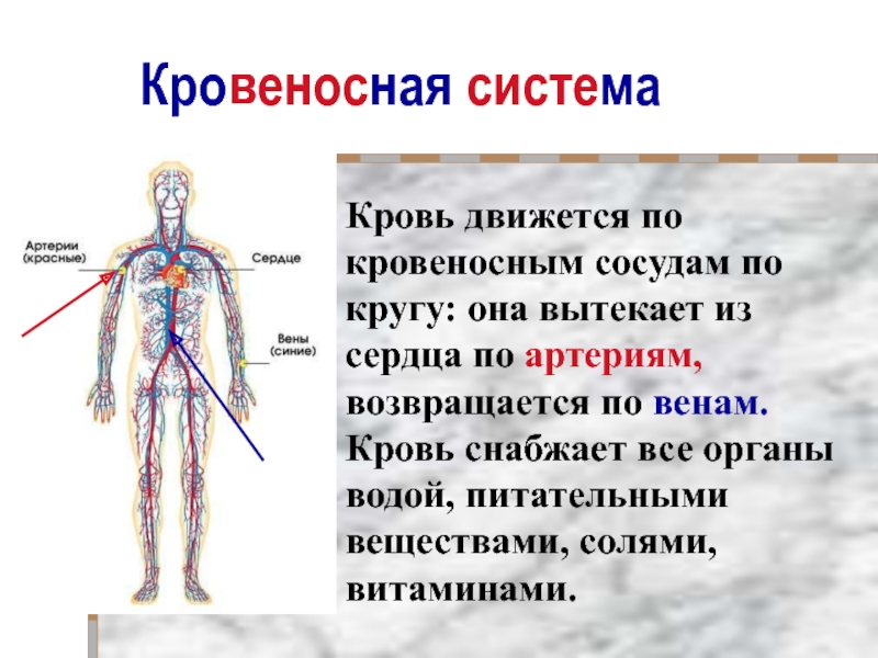 Сосудистая система человека образована сосудами трех. Кровеносная система. Строение и функции кровеносной системы. Кровеносная система кровь. Важность кровеносной системы.