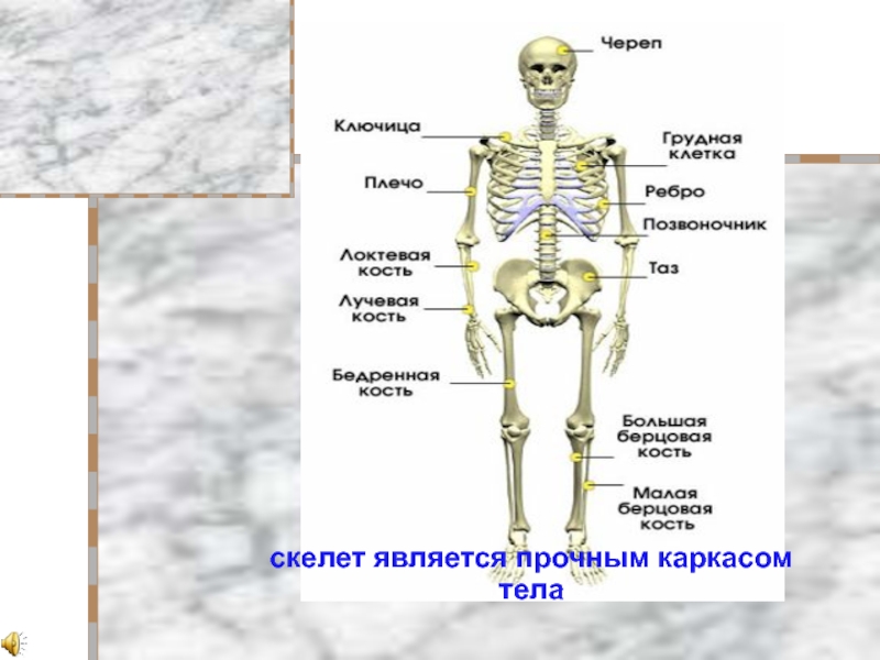 К внутреннему скелету относятся. Скелет здорового человека. Как выглядит скелет здорового человека. Крепкий каркас нашего тела это скелет.
