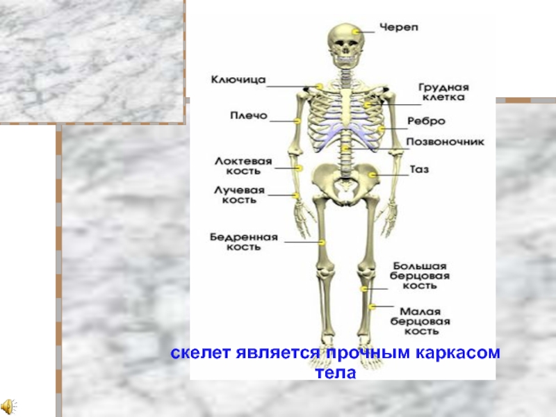 Скелет является