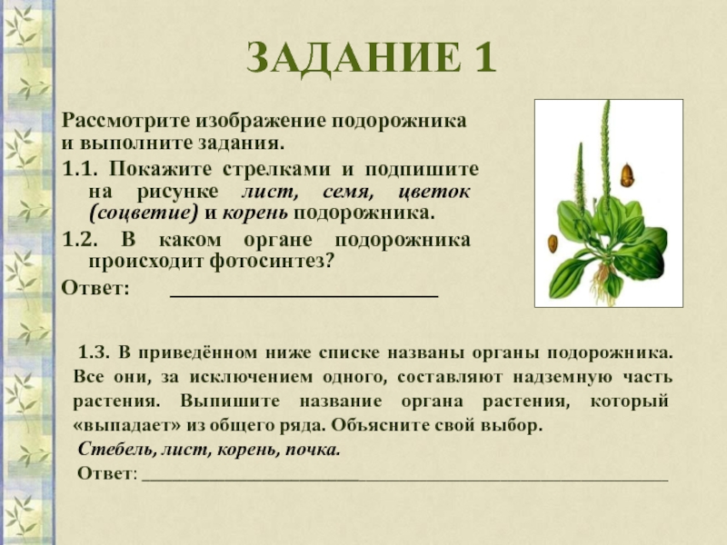 Рассмотрите изображение луковицы лука и выполните задания впр по биологии 6 класс 2 вариант ответы