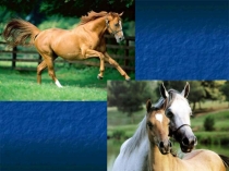 Рисуем лошадей 5-7 класс