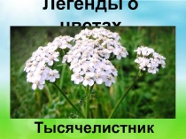 Легенды о цветах. Тысячелистник