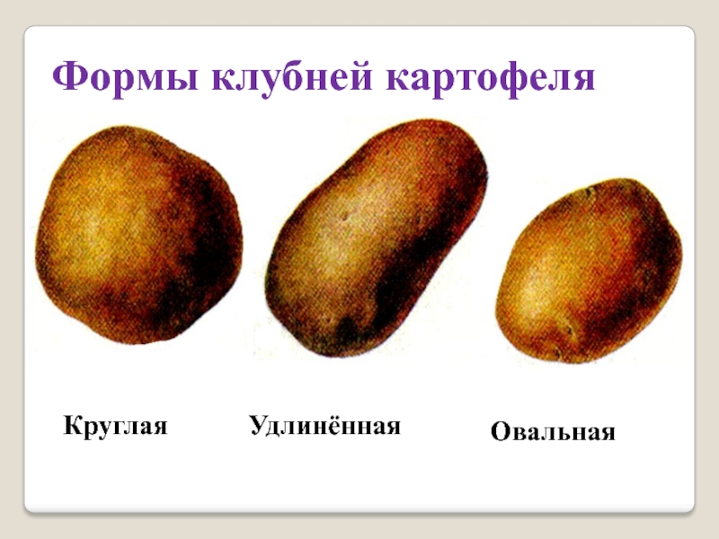 Картофель округлой формы. Форма клубней картофеля. Округло овальная форма клубней картофеля. Строение клубня картофеля. Веретеновидность клубней картофеля.