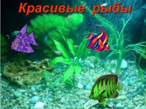 Красивые рыбы