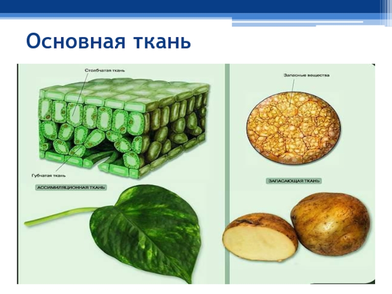 Основная ткань картинки