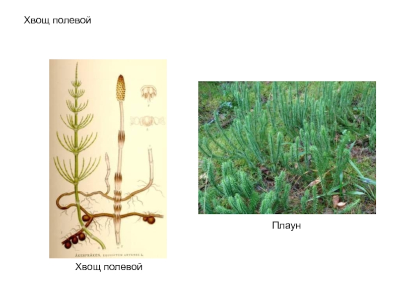 Презентация хвощи и плауны