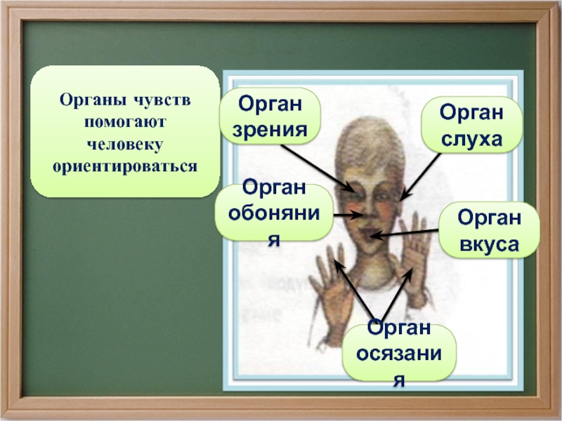 Конспект с презентацией урока органы чувств 3 класс с презентацией