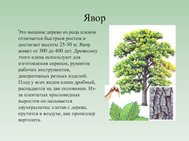 Яворина перевод с украинского. Явор дерево. Клён Явор. Клён дерево описание. Белый клен Явор дерево.