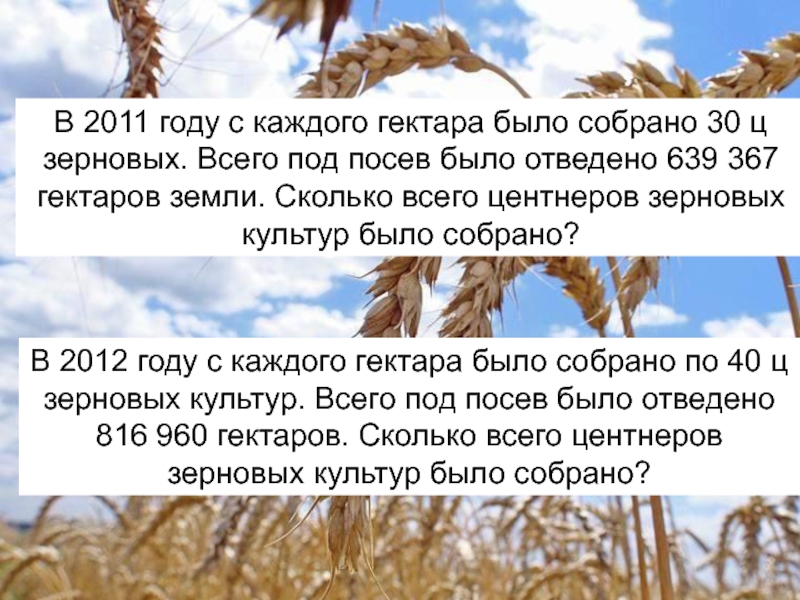 С 2 га поля собрали. Сколько будет 30 центнеров с гектара. Сколько центнеров пшеницы собрали с каждого гектара. Сколько центнеров с гектара зерновых собирали в СССР. Сколько с 9 гектаров собирается пшеницы.