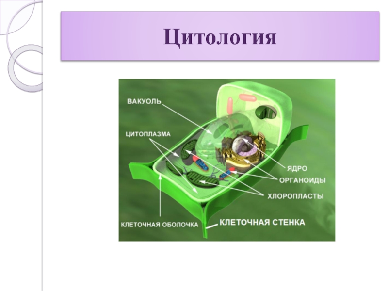 Цитология наука о клетке презентация 9 класс