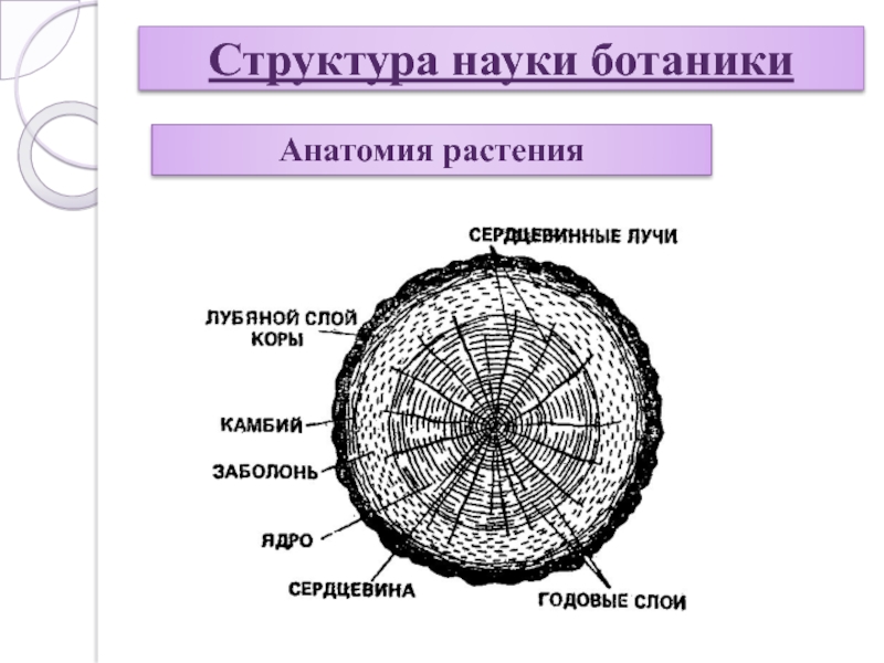 Ботаника наука о растениях 5 класс презентация