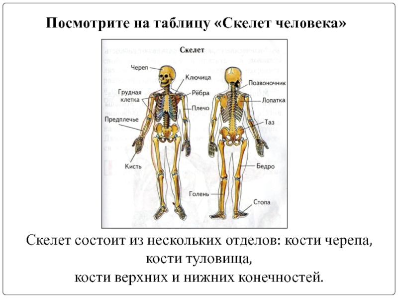 Впр скелета. Строение человека таблица. Скелет человека таблица. Части скелета человека таблица. Таблица строение человека 3 класс.