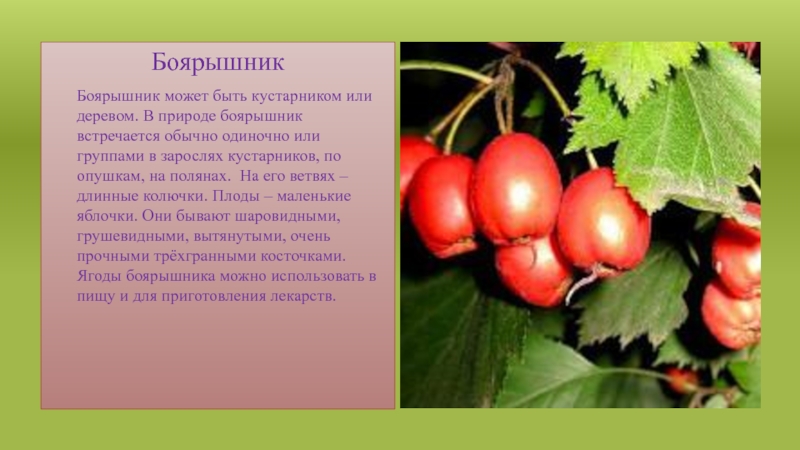 БоярышникБоярышник может быть кустарником или деревом. В природе боярышник встречается обычно одиночно или группами в зарослях кустарников,