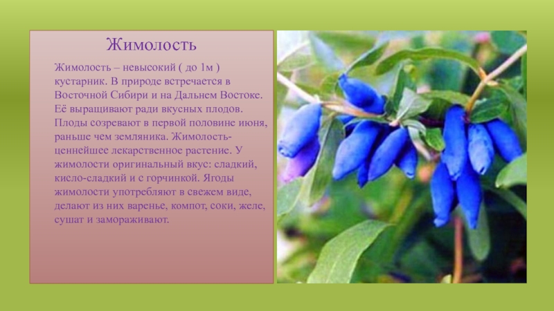 ЖимолостьЖимолость – невысокий ( до 1м ) кустарник. В природе встречается в Восточной Сибири и на Дальнем