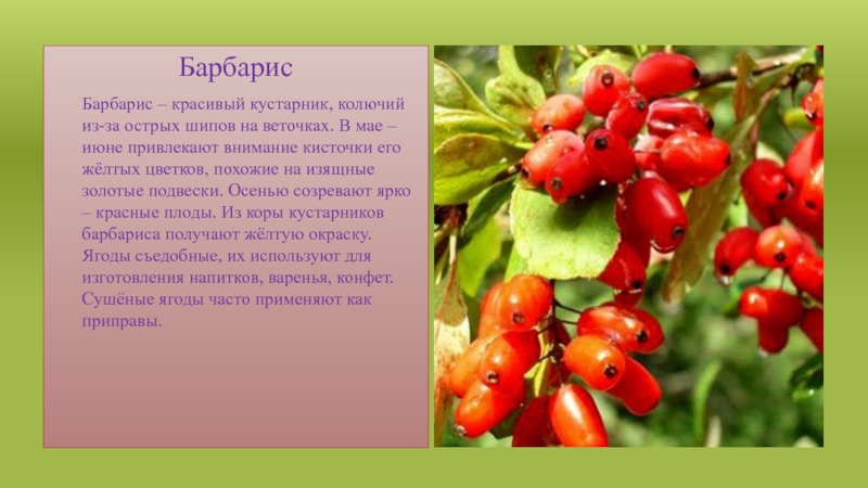 БарбарисБарбарис – красивый кустарник, колючий из-за острых шипов на веточках. В мае – июне привлекают внимание кисточки