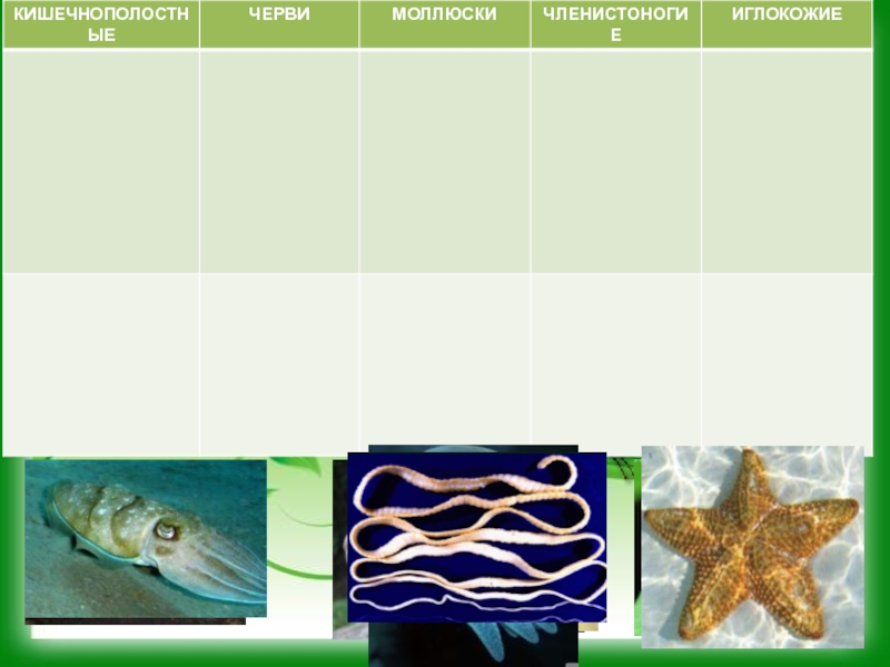 Презентация водная среда обитания организмов 5 класс. Членистоногие моллюски иглокожие. Кольчатые черви моллюски Членистоногие иглокожие. Таблица Кишечнополостные черви моллюски Членистоногие. Картинка Кишечнополостные, черви, моллюски, Членистоногие,иглокожие.