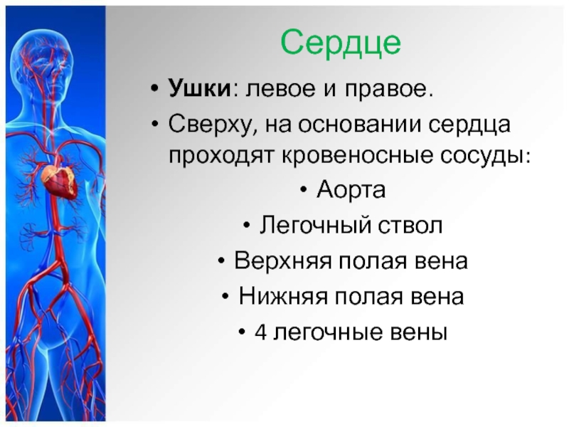 Презентация венозная система человека