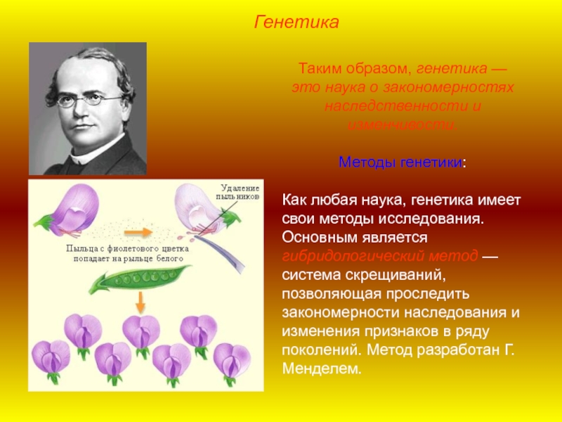 1 и 2 законы менделя презентация