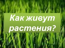 Как живут растения 1 класс Школа России