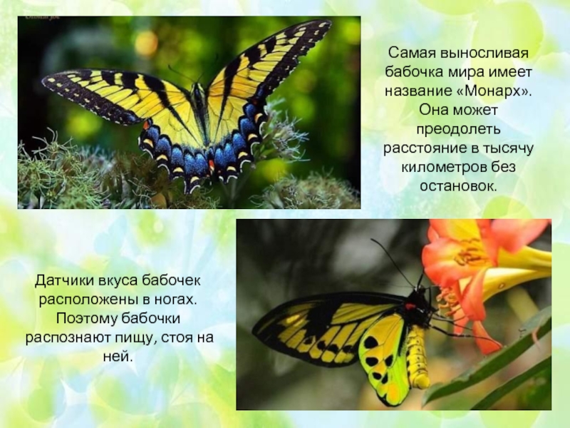 Сведения о бабочках 2 класс окружающий мир. Интересные факты о бабочках. Интересные фактыто бабочке. Самая выносливая бабочка. Интересные факты о бабочках 1 класс.