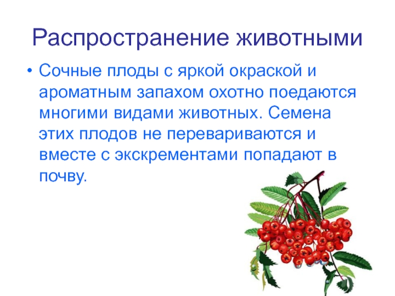 Значение плодов 6 класс. Какое значение имеет яркая окраска плодов вишни. Пиши яркая окраска плодов. Какое значение имеет яркая окраска плода вишни.