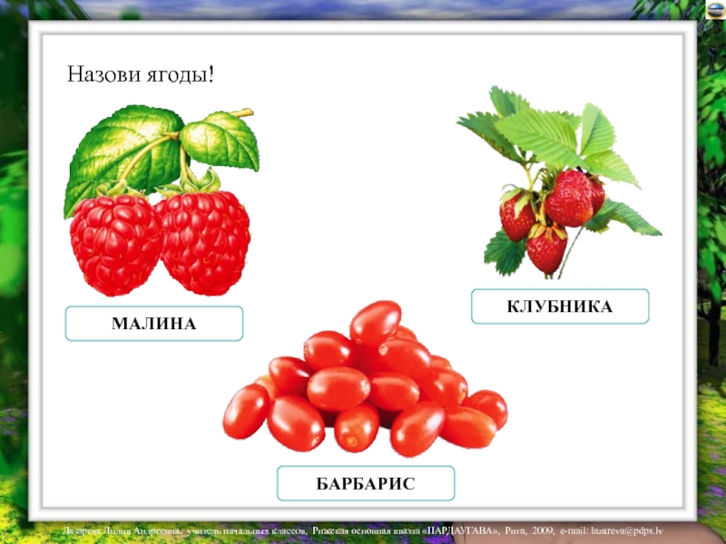 17 назови. Малина Барбарис. Клубника Барбарис. Земляника Барбарис для детей. Барбарис и малина величина ягод.