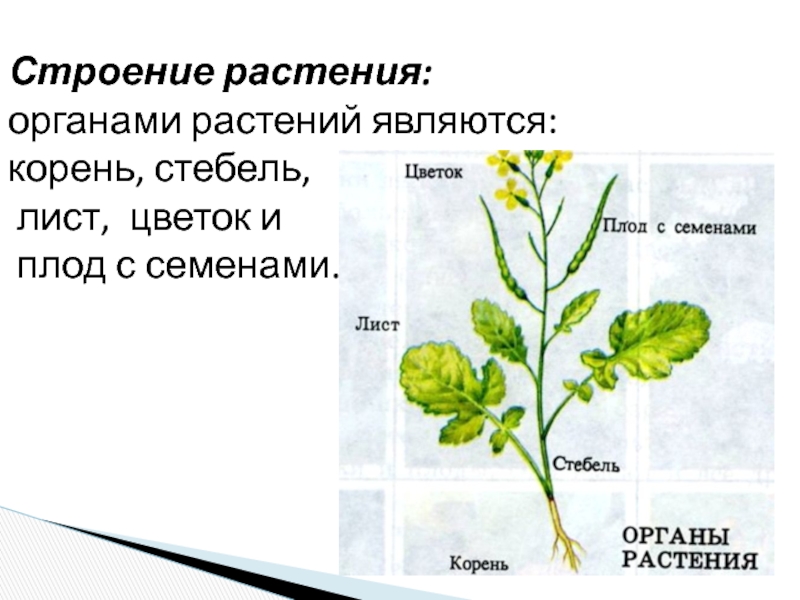 3 органа растения. Органы растений увеличиваются в размерах благодаря. Для чего растению нужны корень стебель листья плод.