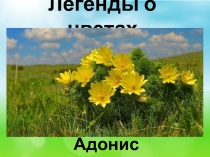 Легенды о цветах. Адонис