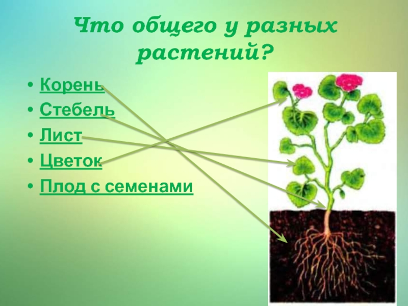 Корень стебель лист цветок плод. Что общего у разных растений. Кабачок части растения. Цветок лист стебель корень кабачок. Что общего у разных растений картинки.