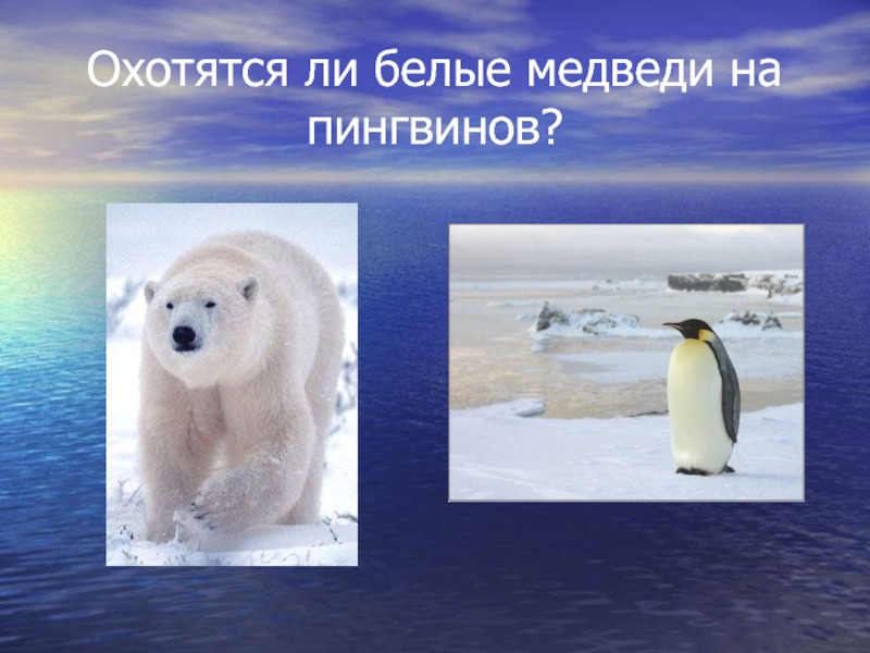 Охотятся ли медведи на пингвинов окружающий мир. Белый медведь охотится на пингвинов. Белые медведи живут. Белый медведь и Пингвин. Белые медведи и пингвины живут.