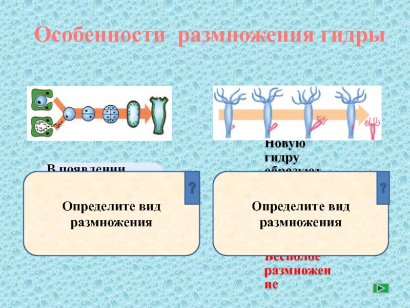 Определить тип размножения