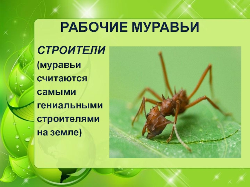 Текст про муравьев 4 класс. Муравей окружающий мир 1 класс. Муравей Строитель. Проект про муравьев 1 класс.