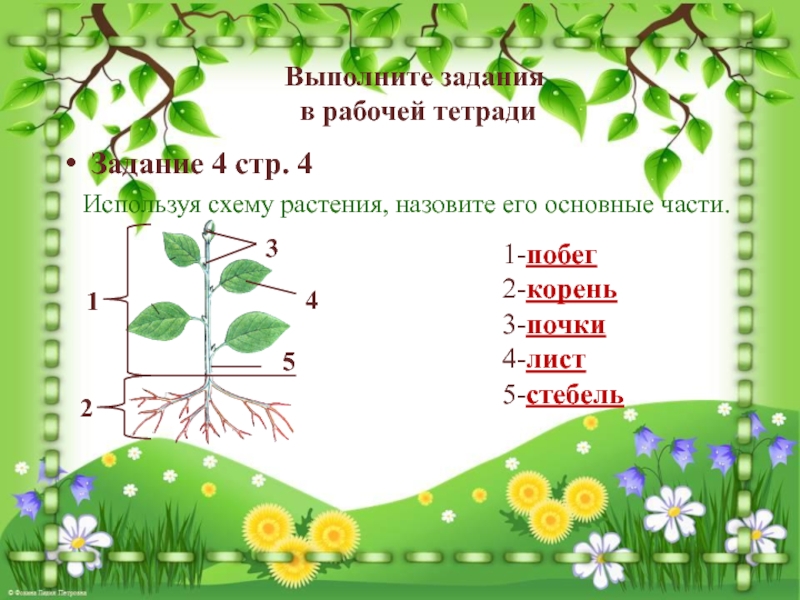 Проект по биологии царство растений 5 класс