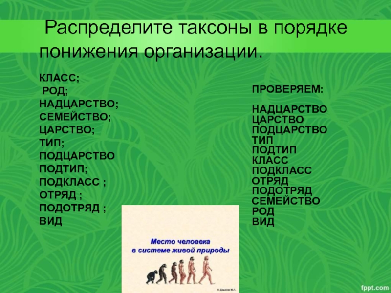 Виды таксонов. Царство Надцарство Подцарство Тип класс. Надцарство царство Подцарство Тип класс отряд семейство род вид. Надцарство царство Тип Подтип класс. Человек Надцарство царство Подцарство Тип Подтип.