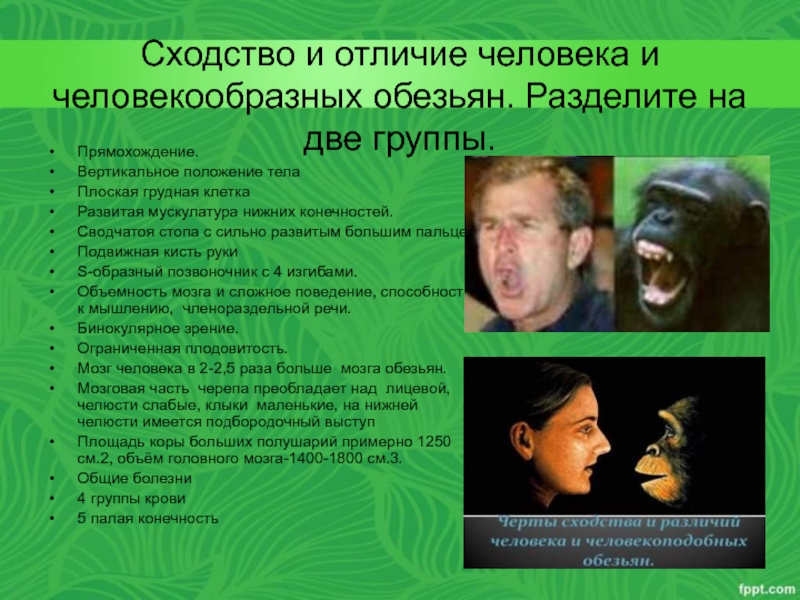 Различие между человеком и обезьяной