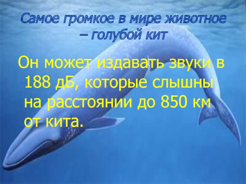 Голубой кит самый громкий. Самый громкий звук в мире у кита. Какое существо издаёт самый громкий звук. Море слов кит 4229 ответы. Звуки в слове кит