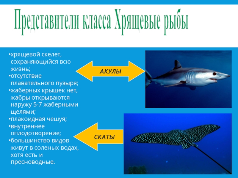 Три примера хрящевых рыб