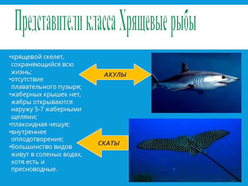 Обработка рыбы с хрящевым скелетом схема