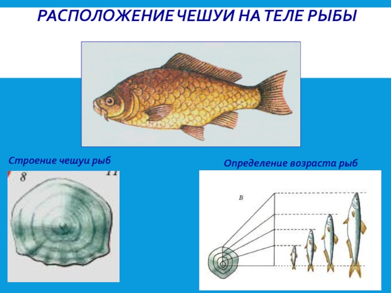 Направление течения рыбы определяют. Строение чешуи костных рыб. Чешуя рыбы. Чешуя рыбы Возраст. Чешуя костных рыб.