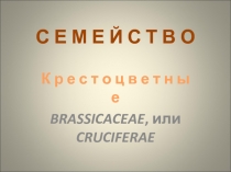 Семейство крестоцветные